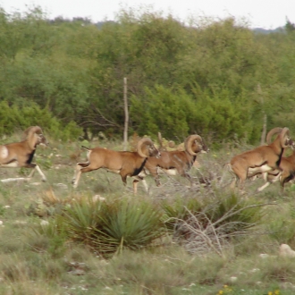 mouflon group